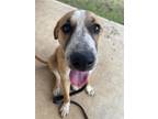 Adopt BO DUKE a Anatolian Shepherd, Mixed Breed