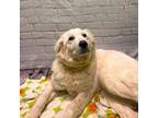 Adopt A008597 a Great Pyrenees