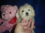 Maltipoo Puppy for sale in Russell Springs, KY, USA