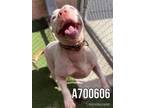 Adopt CHAPO a American Staffordshire Terrier