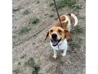 Adopt Ayce (pronounced Ace) a Beagle