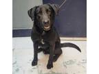Adopt Archie D44739 a Labrador Retriever
