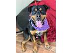 Adopt Forte a Rottweiler, Mixed Breed