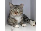 Adopt Greg a Domestic Short Hair