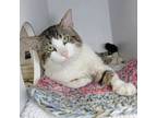 Adopt Poncho a Domestic Short Hair