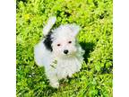 Havamalt Puppy for sale in Malvern, AR, USA