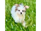 Malchi Puppy for sale in Malvern, AR, USA