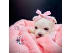 Maltese Puppy for sale in Malvern, AR, USA