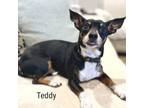Adopt Teddy a Rat Terrier, Dachshund