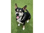 Adopt Buster a Shepherd