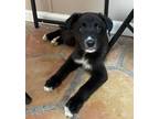 Adopt Bear a Labrador Retriever