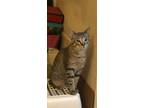 Adopt Chase a Tabby