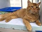 Adopt Keith a Domestic Medium Hair, Domestic Short Hair