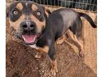 Adopt Boston a Mixed Breed