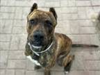 Adopt HEARTSTOPPER a Staffordshire Bull Terrier, Mixed Breed