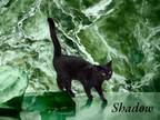 Adopt Shadow a Domestic Short Hair