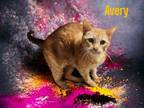 Adopt Avery a Abyssinian, Domestic Short Hair