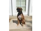 Adopt DUECE a Boxer