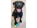 Adopt RALPH a Labrador Retriever, Mixed Breed