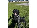 Adopt ASH a Labrador Retriever