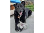 Adopt BOBO a German Shepherd Dog, Border Collie