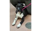 Adopt ZUKO a Labrador Retriever, Border Collie