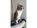 Adopt Dozer a Domestic Short Hair