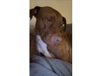 Adopt Chico a Pit Bull Terrier