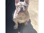 French Bulldog Puppy for sale in Avondale, LA, USA