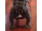 French Bulldog Puppy for sale in Avondale, LA, USA