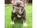 French Bulldog Puppy for sale in Avondale, LA, USA