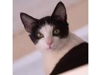 Adopt Usher Paws a Domestic Short Hair