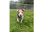 Adopt Charles a Pit Bull Terrier