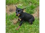 Miniature Pinscher Puppy for sale in Nocona, TX, USA