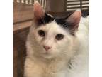 Adopt Apollo a Domestic Medium Hair