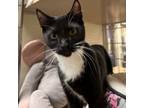 Adopt Milo a Domestic Short Hair