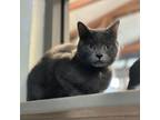 Adopt Archie Ray a Domestic Short Hair