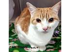 Remi Domestic Shorthair Adult Female