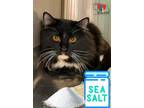 Sea Salt Domestic Longhair Adult Male