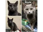 Rayne Domestic Shorthair Adult Female
