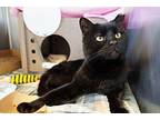 Ozzie Domestic Shorthair Adult Male