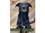 Professor Farnsworth Labrador Retriever Adult Male