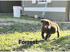 Forrest Patterdale Terrier (Fell Terrier) Puppy Male