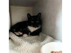 Houdini Domestic Shorthair Adult Male