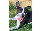 Adopt Frank a Australian Cattle Dog / Blue Heeler