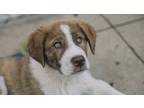 Adopt Benjamin a Great Pyrenees, Anatolian Shepherd