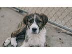 Adopt Frederick a Great Pyrenees, Anatolian Shepherd