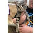 Adopt Cotton Tail a Tabby