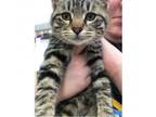 Adopt Jelly Belly a Tabby, Domestic Short Hair