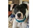 Adopt Alfie (in foster) a Mixed Breed